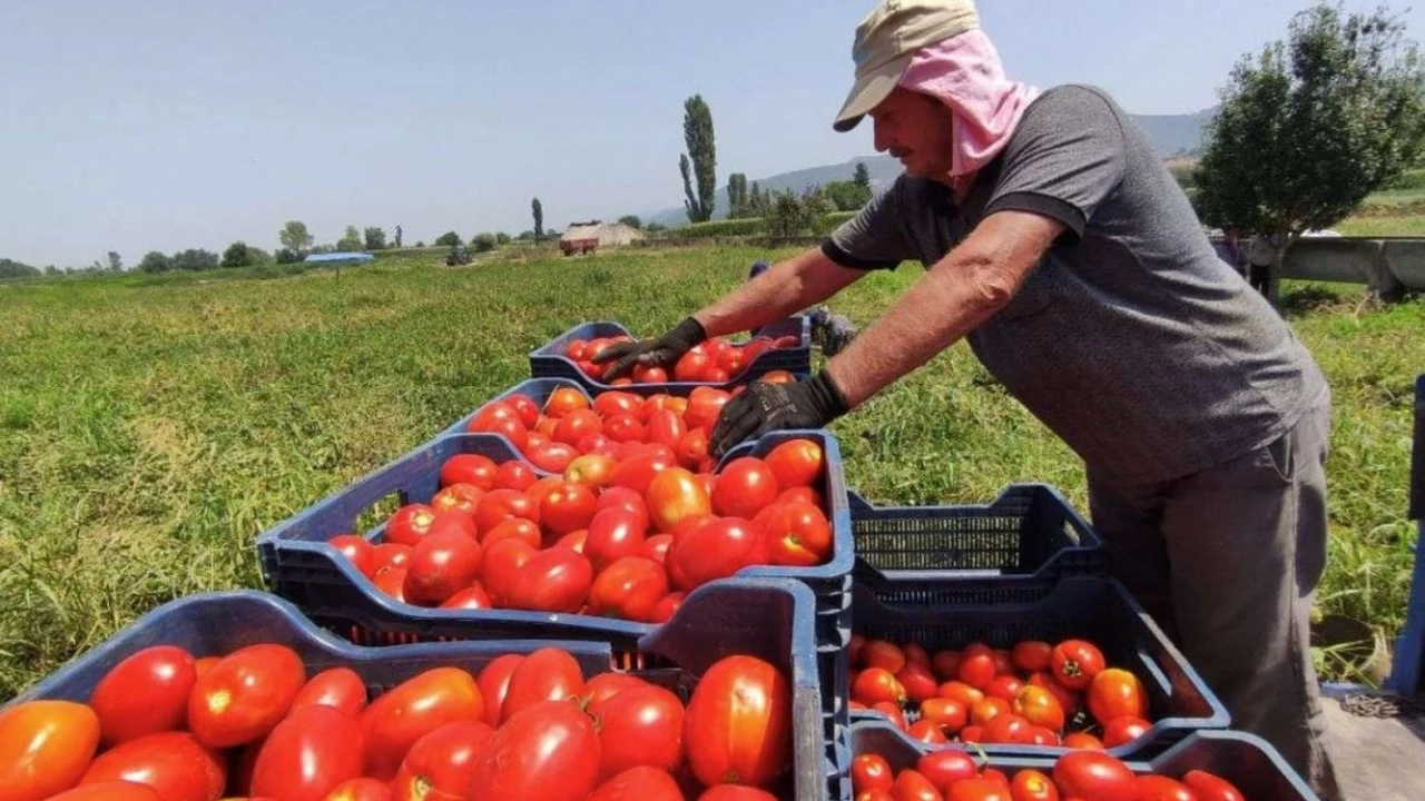 شعبة الخضروات تكشف أسباب زيادة أسعار الطماطم الفترة الأخيرة